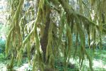 PICTURES/Ho Rainforest - Ho Trail/t_MOssy Tree.JPG